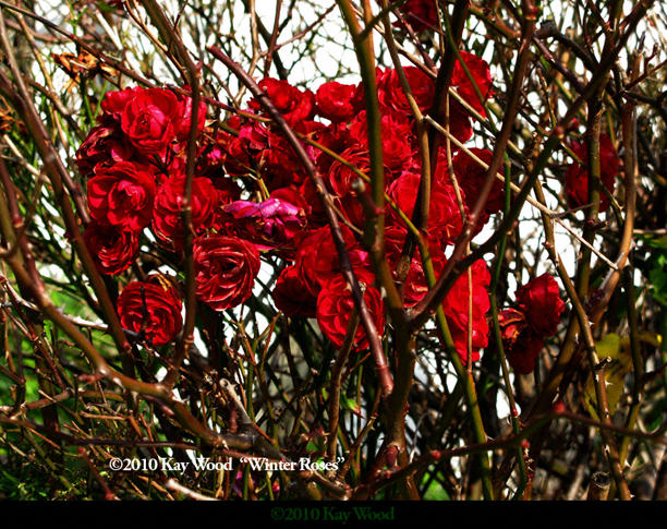 rose flower garden wallpaper. arlington texas auction in full Framed red rose change the printdec Red+rose+flower+garden Is most popularly known as wallpaper or pho kb roseflower